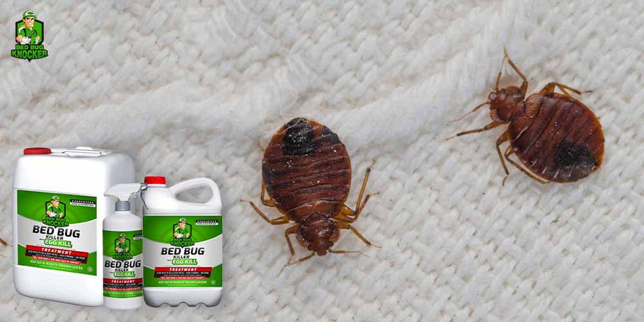 Mikä ovat välttämättömät edut Bed Bug Knocker -torjunta-ainetta vastaan?