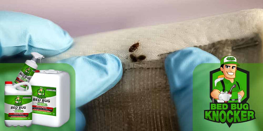 Kuinka käyttää torjunta-ainetta Bed Bug Knocker -vuoteiden kirppuja vastaan?